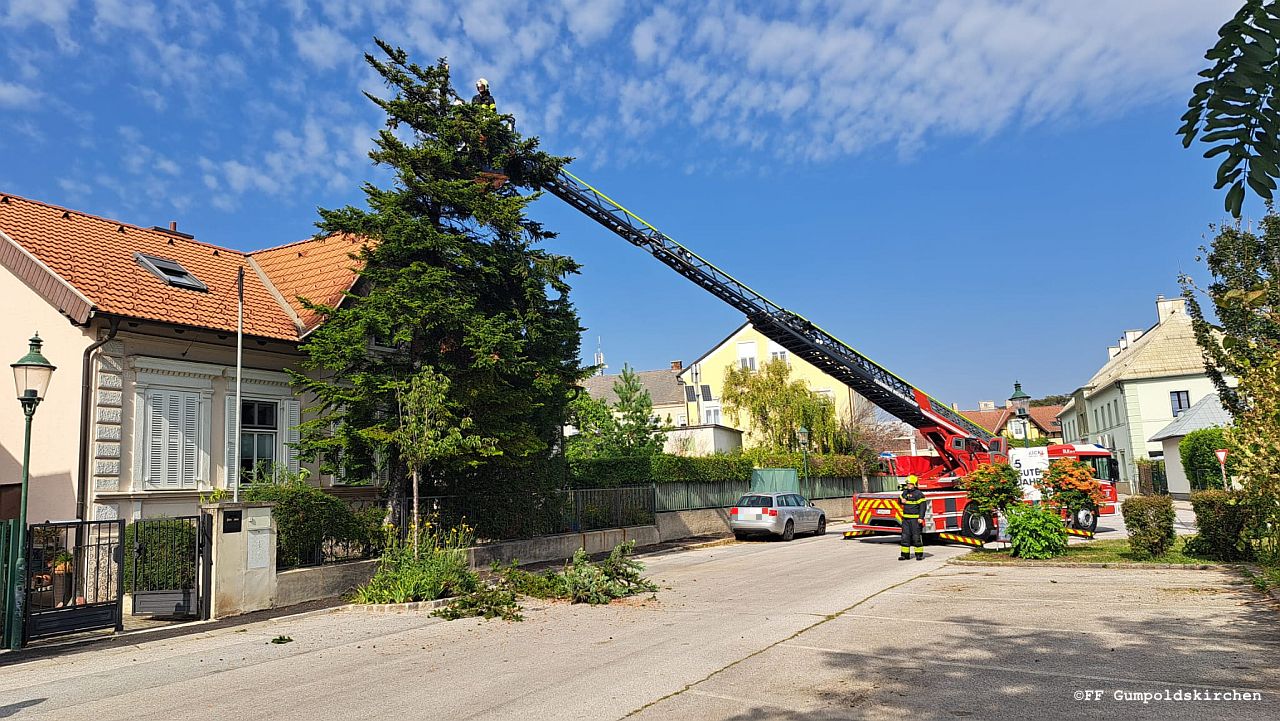 Baum droht umzustürzen - 18.09.2024